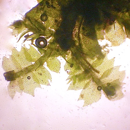 lophocolea minor