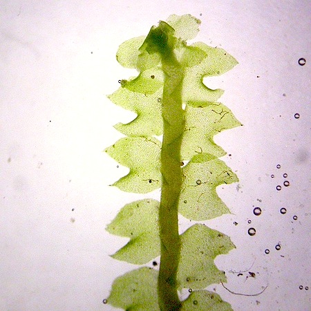 lophozia obtusa