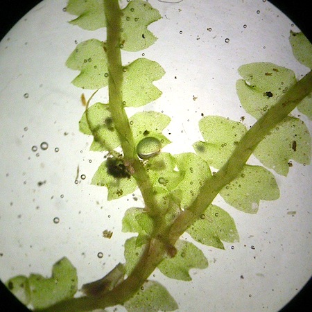 lophozia obtusa