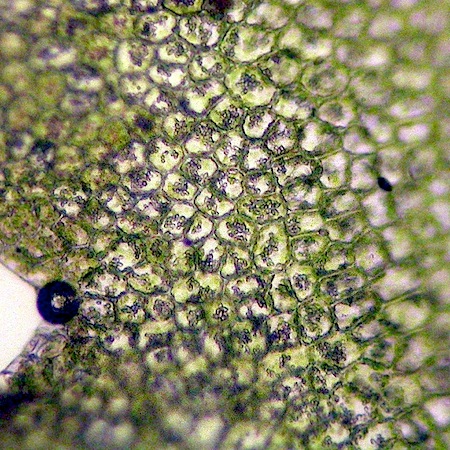 lophozia obtusa