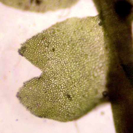 lophozia obtusa