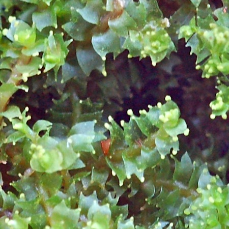 lophozia ventricosa