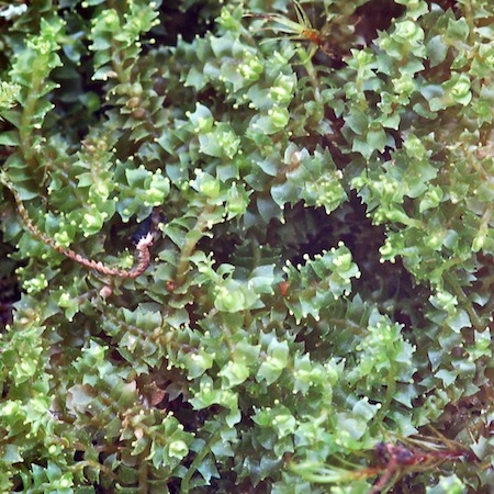 lophozia ventricosa