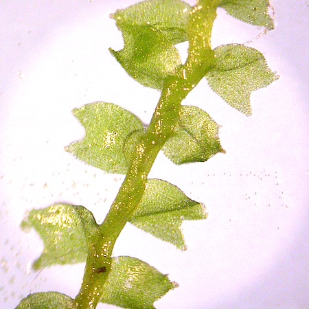 lophozia ventricosa
