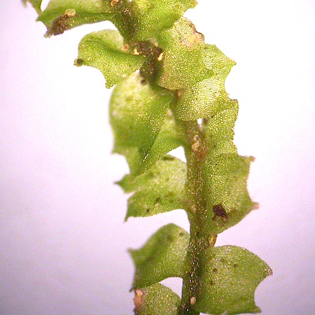 lophozia ventricosa