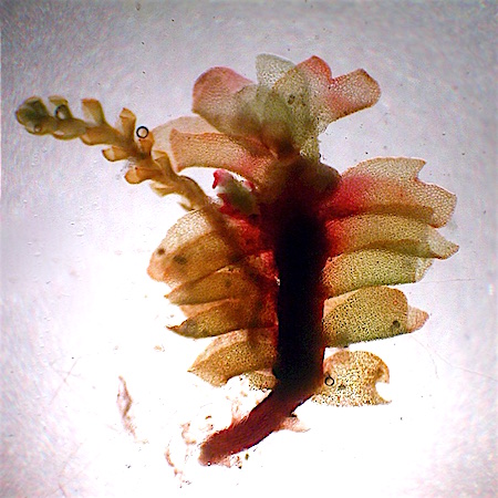 Lophozia wenzelii