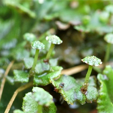 marchantia polymorpha
