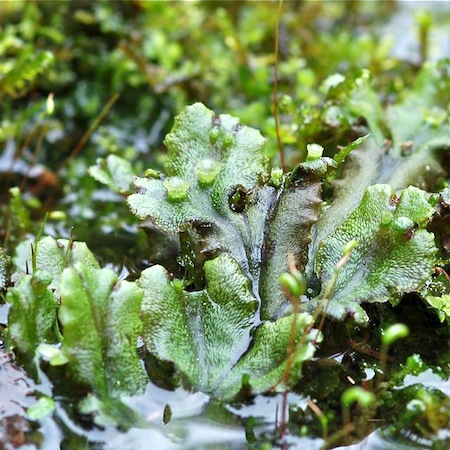 marchantia polymorpha