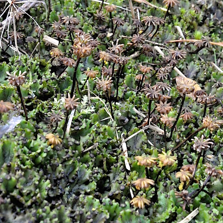 Marchantia polymorpha