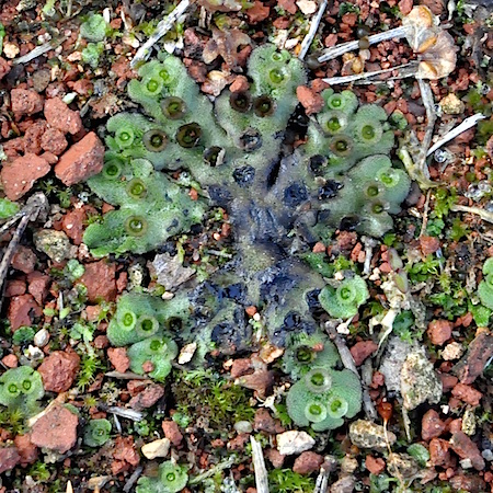 Marchantia polymorpha