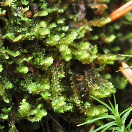 marsupella sphacelata