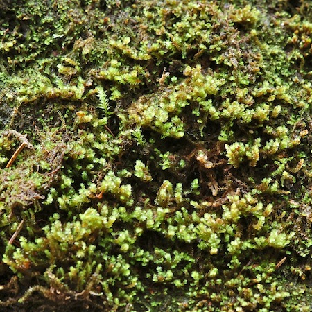 marsupella sphacelata