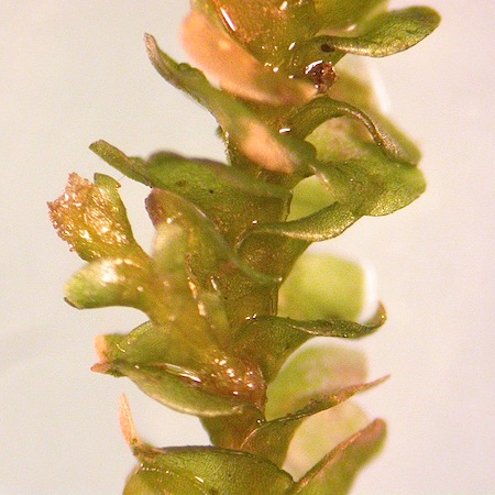 marsupella sphacelata