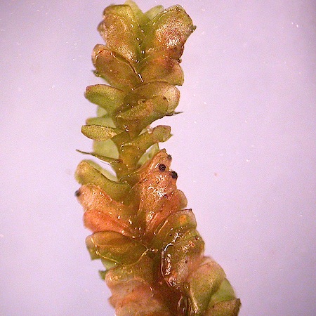 marsupella sphacelata