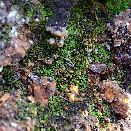 Mielichhoferia mielichhoferiana