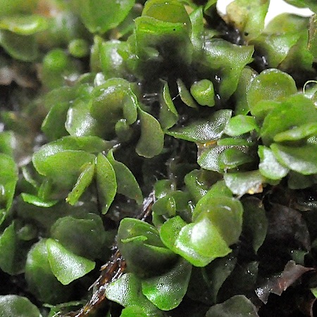 mylia taylorii