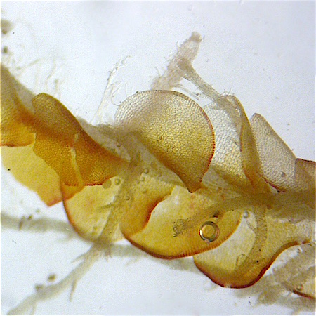 Odontoschisma denudatum