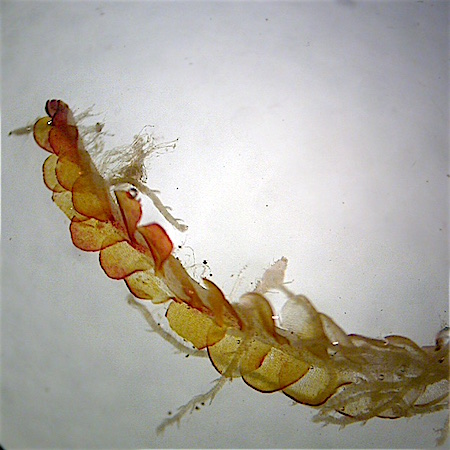Odontoschisma denudatum