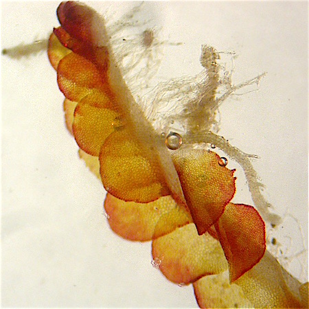 Odontoschisma denudatum