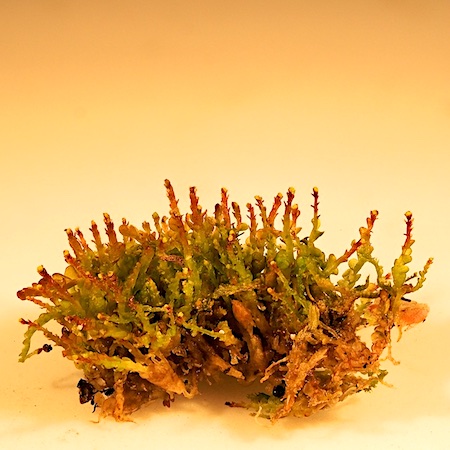 Odontoschisma denudatum