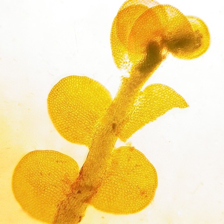 Odontoschisma elongatum