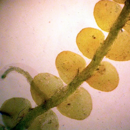 Odontoschisma elongatum