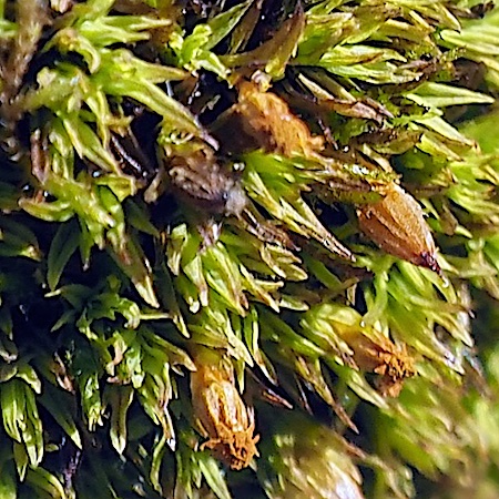 orthotrichum rupestre
