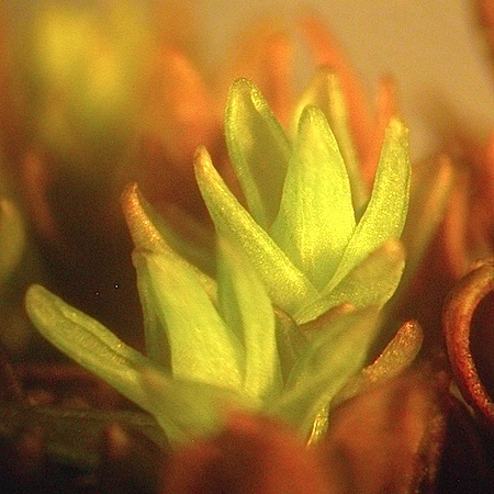 Orthotrichum gymnostomum