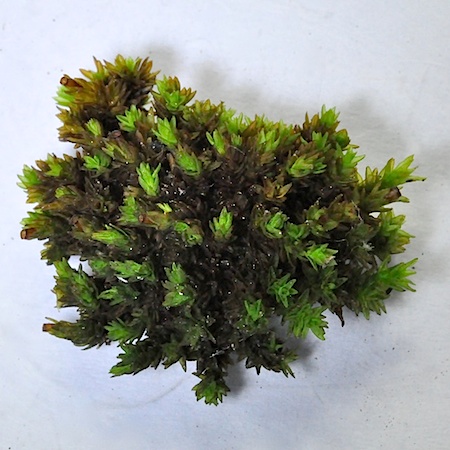 Orthotrichum gymnostomum