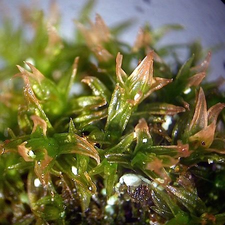 Orthotrichum pumilum