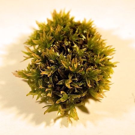 Orthotrichum pumilum