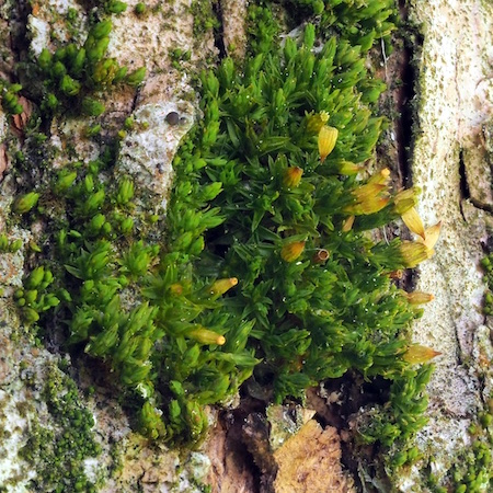 Orthotrichum pumilum