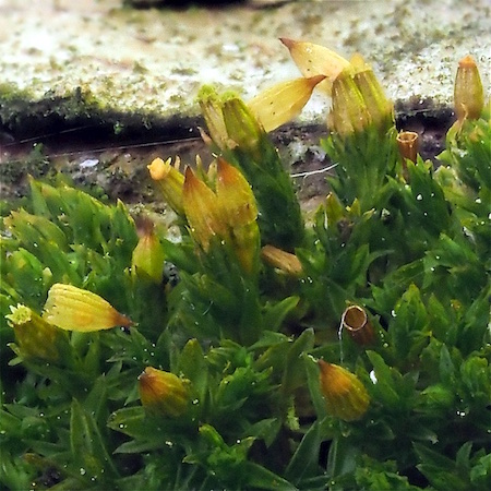 Orthotrichum pumilum