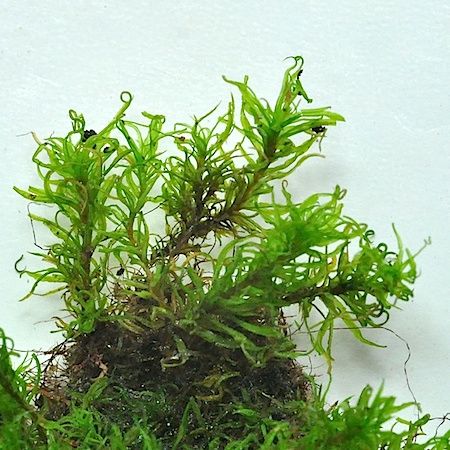 Oxystegus tenuirostris