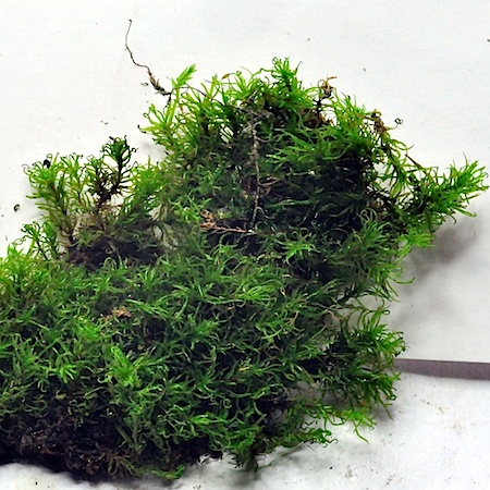 Oxystegus tenuirostris