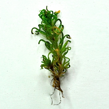 Oxystegus tenuirostris