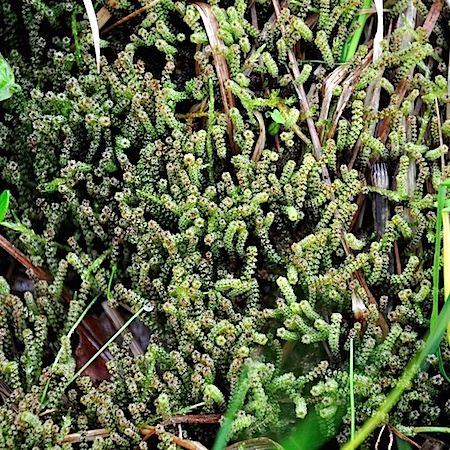 Paludella squarrosa