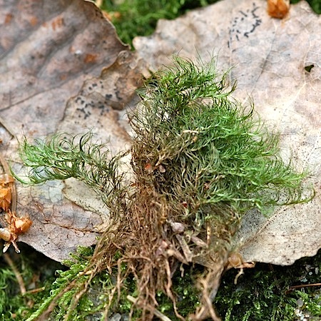 paraleucobryum longifolium