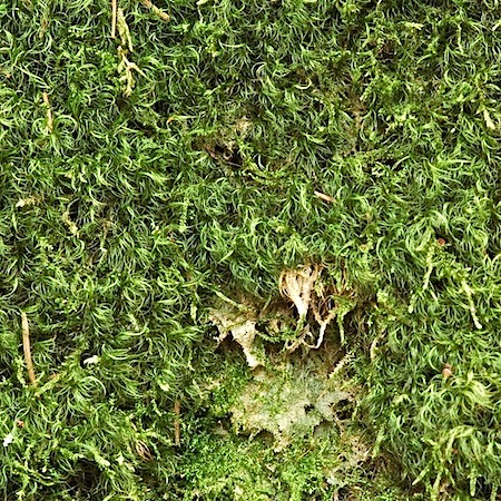 paraleucobryum longifolium