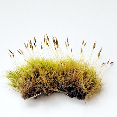 Paraleucobryum longifolium