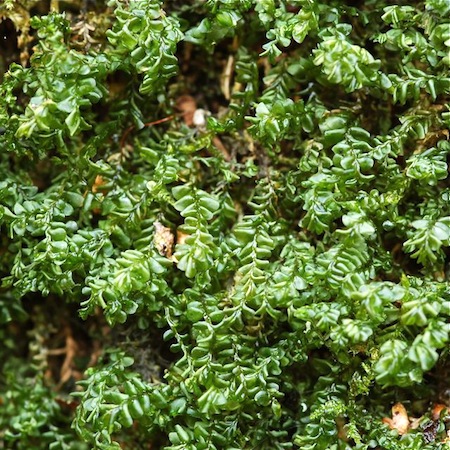 plagiochila porelloides