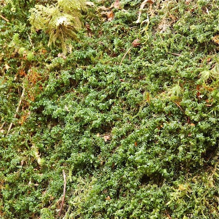 plagiochila porelloides