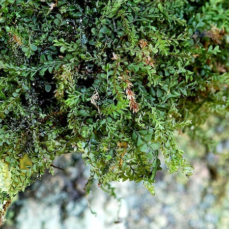 Plagiochila porelloides