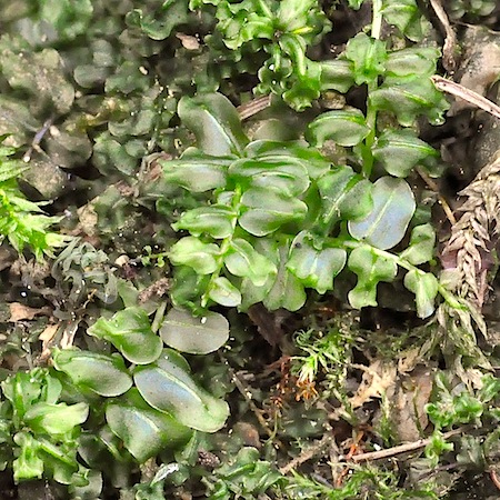 plagiomnium rostratum