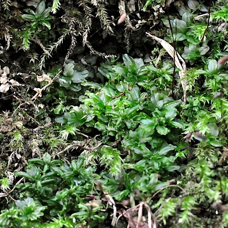 plagiomnium rostratum