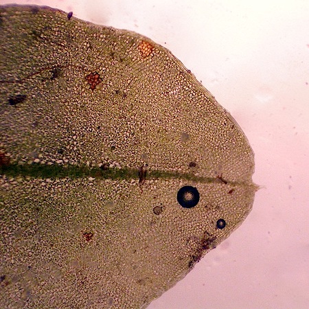 plagiomnium rostratum