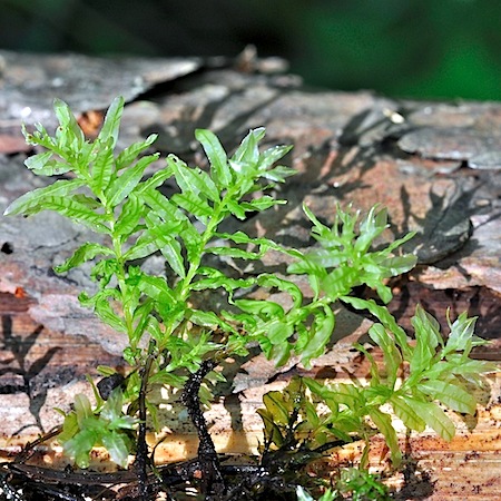 plagiomnium undulatum