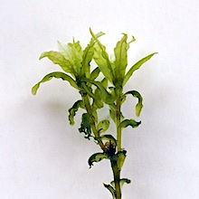Plagiomnium undulatum