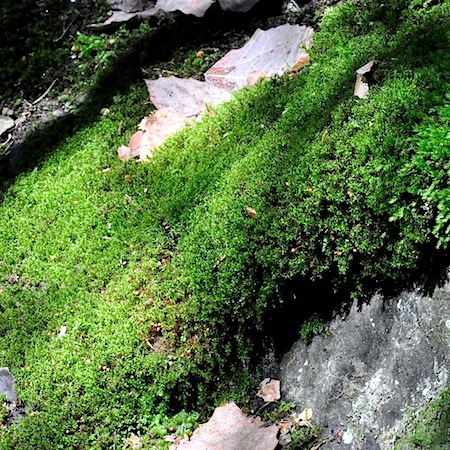 plagiopus oederianus