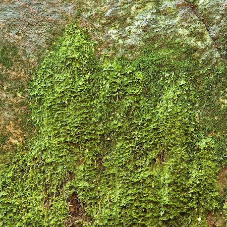 plagiothecium denticulatum